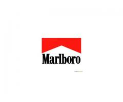 Super tyton Marlboro Korsarz !!! 80zł/kg !! 724-351-063